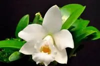 Laelia alaorii alba x self