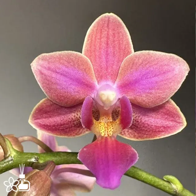 Phalaenopsis Fragrance Elf