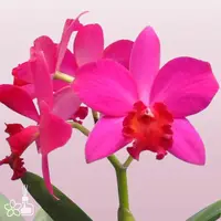 [Bare-root] #Mini Cat# Slc. Love Castle 'Kurenai' 愛的城堡/可麗娜 [Aug in stock 26]