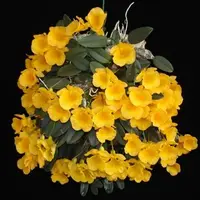 Dendrobium Jenkinsii (JENKINS) Rare Exotic Orchid