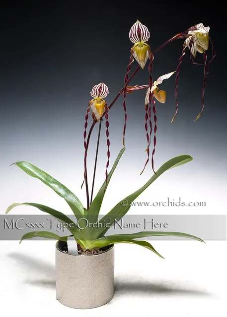 Paphiopedilum philippinense var roebelenii 'Note : Long Twisted Petal' (Paphiopedilum)