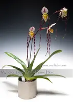 Paph. philippinense var roebelenii 'Note : long twisted petal ' (" Norman " x self )