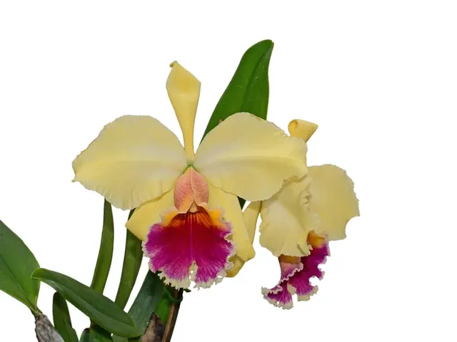 Rhyncholaeliocattleya Apopka X Slc. Misty Girl Autumn Symphony 4385 (Rhyncholaeliocattleya)