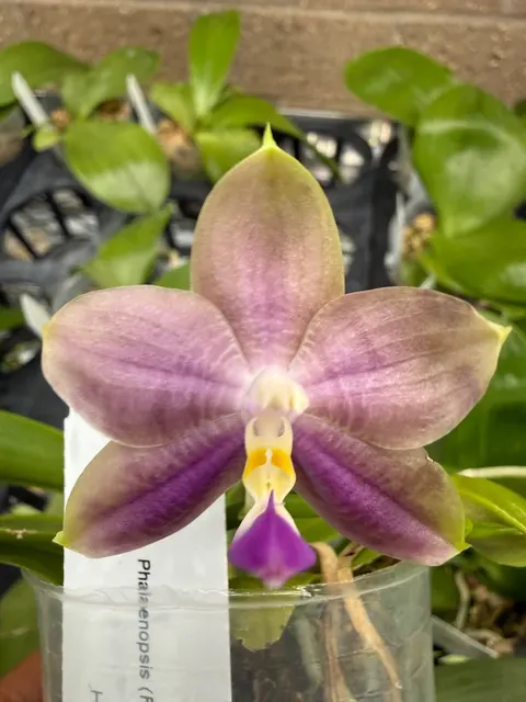 Phalaenopsis Freya’s Blue Velvet (Phalaenopsis)