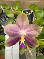 Phalaenopsis Freya’s Blue Velvet