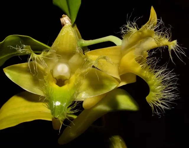 Dendrobium roslii x sib