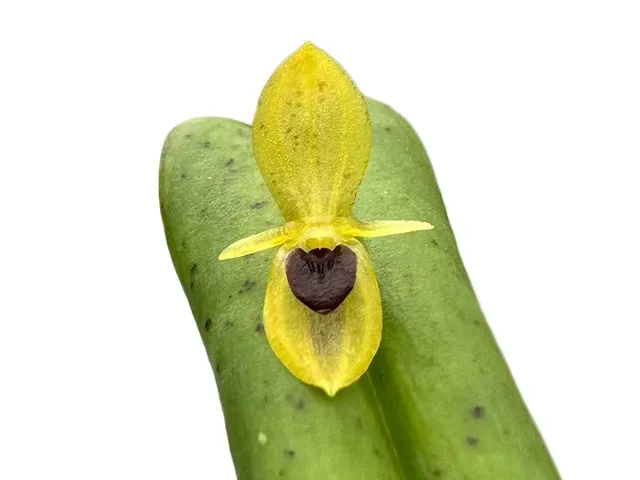 Pleurothallis bivalvis