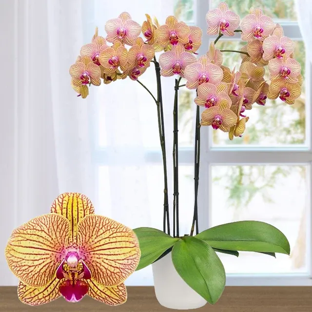 Phalaenopsis Showpiece