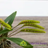 Bulbophyllum Falcatum — 2.5" Pot Oversized / Without Spike
