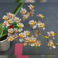 Oncidium Tsiku Marguerite 2.5" Fragrant