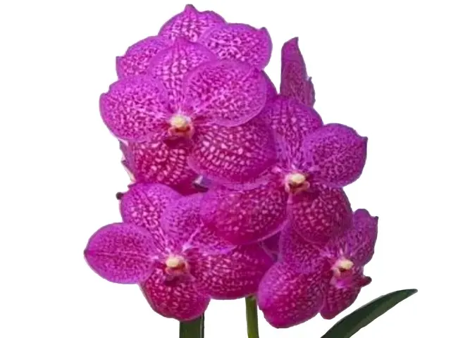 Vanda Tung Tung Diamond (Vanda)