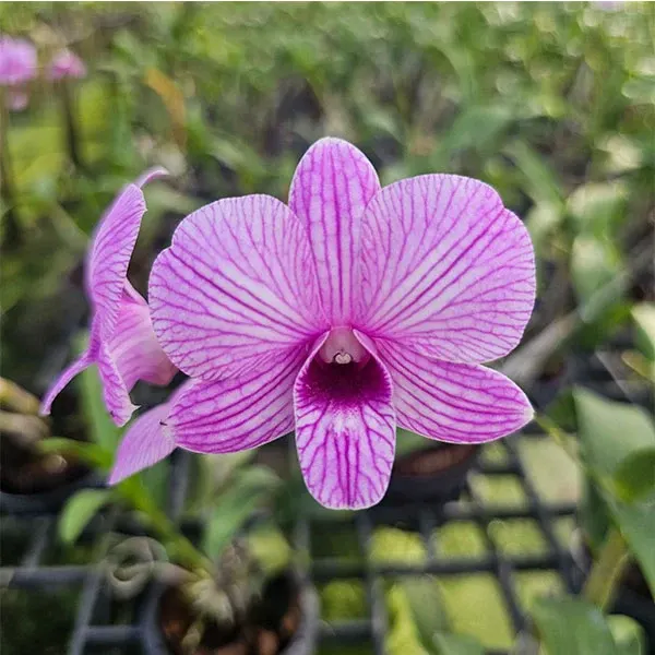 Dendrobium Burana Fancy x Compactum