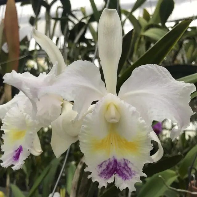 Cattleya trianaei (Cattleya)
