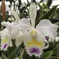 C. trianaei s/a (`Queen of Snows' x self) (species) Orchid 2.5" Pot