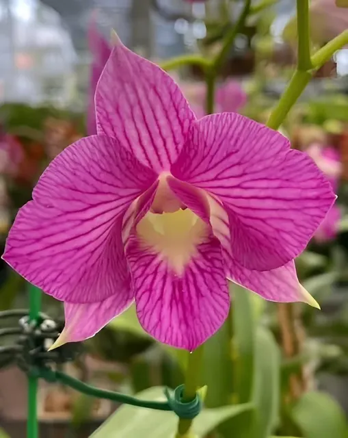 Dendrobium Tanida Pink Stripe (Dendrobium)