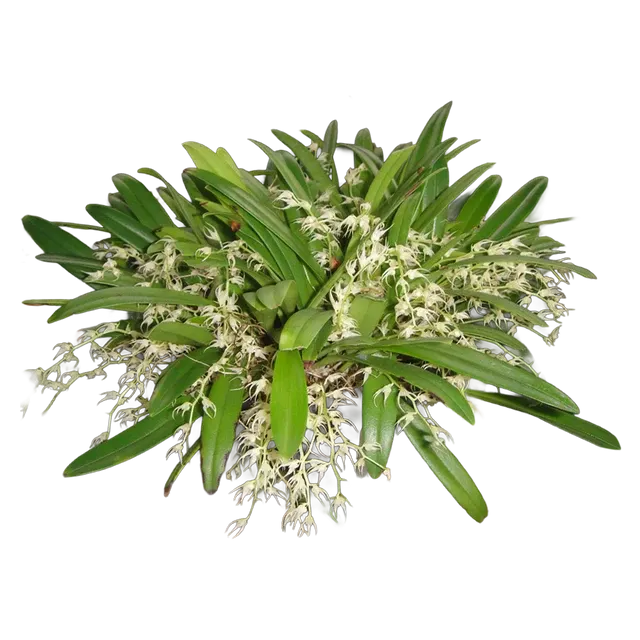 Bulbophyllum ramosii