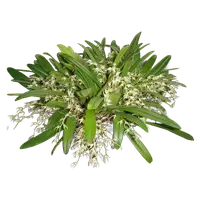 Bulbophyllum ramosii