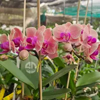 Phalaenopsis Orchid Midnight Sun Mature Plant - Ready To Flower
