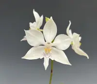 Caularthron bicornutum (syn. Diacrium bicornutum)