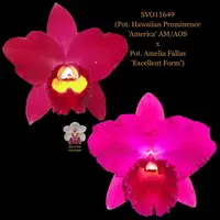 Cattleya Orchid Hybrid SVO11649 (Pot. Hawaiian Prominence 'America' AM/AOS x Pot. Amelia Fallas 'Excellent Form')