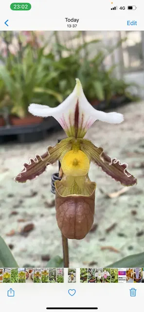 Paphiopedilum tranliemienanum sibling cross (Paphiopedilum)