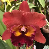 Rlc Chaweewan Sunset near size cattleya orchid. Large fragrant beautiful blooms.