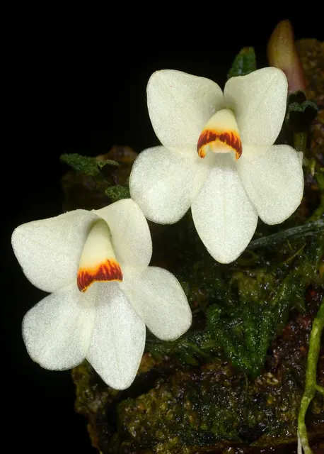 Dendrobium cuthbertsonii