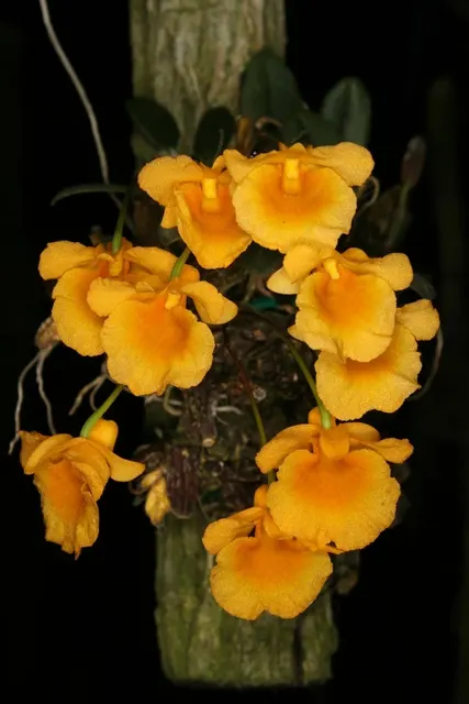 Dendrobium jenkensii (Dendrobium)