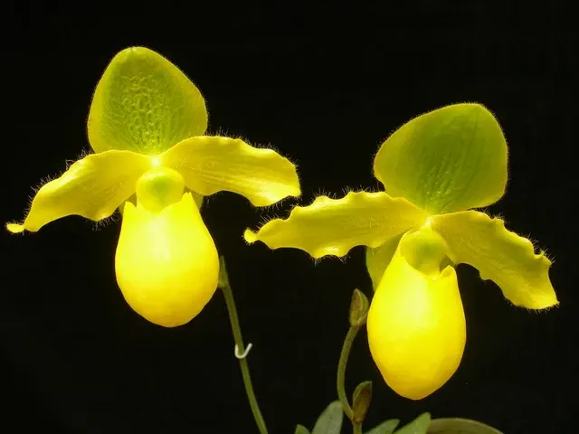 Paphiopedilum Duo de Citron (Paphiopedilum)