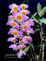 Dendrobium amabile – Species