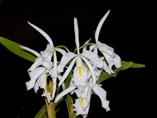 Cattleya maxima f alba (Cattleya)