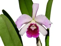 Cattleya purpurata [(uba tuba x Rubra Canaver #14 Budny) x Sanguinea 105]