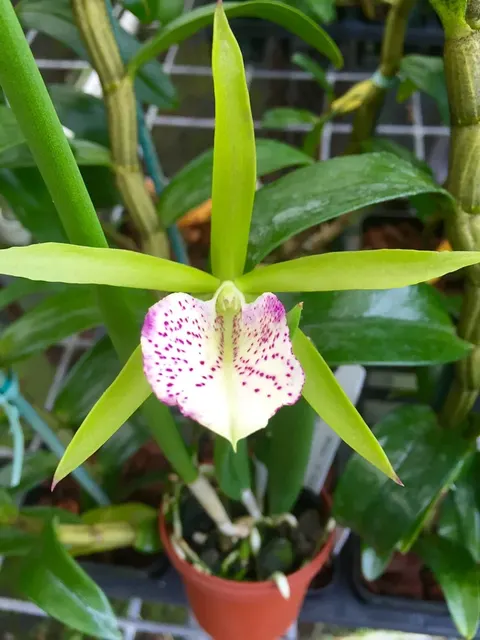 Brassocattleya Green Bird