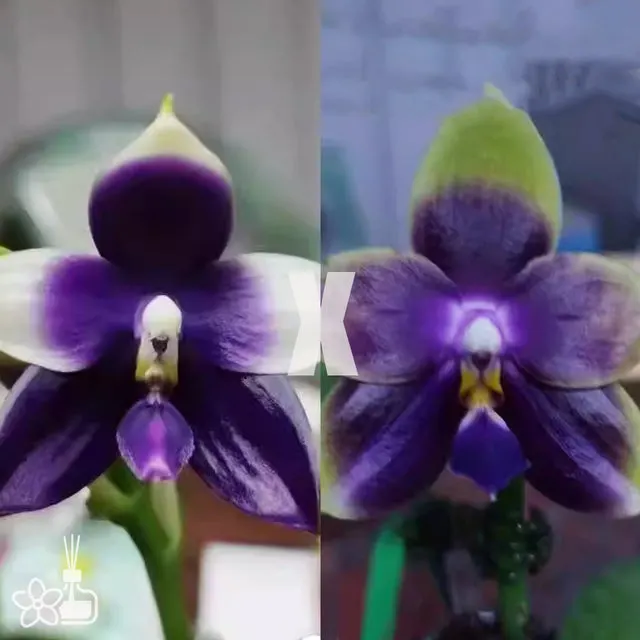 Phalaenopsis Jennifer Palermo × LL Blue Leopard
