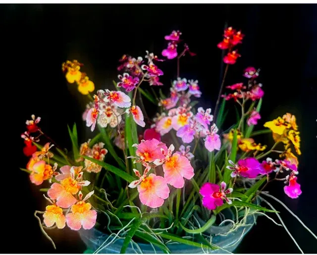 Tolumnia Mix Colors (Tolumnia)