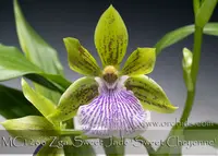 Zga. Sweet Jade 'Sweet Cheyenne' AM/AOS , Note : strong Lilac fragrance '