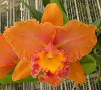 Rlc. Siam Paradise 'Full Moon'