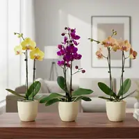Phalaenopsis in buds & flowers in Ceramic Planter | 6 Months Subscription Pack