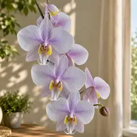 Phalaenopsis Philishill (Phal. philippinensis × schilleriana) - parfumata — fara flori, frunze cu defecte - ghiveci 2.5 inch