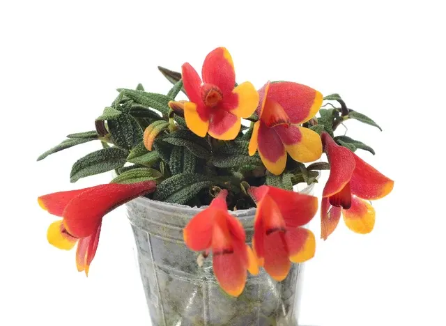 Dendrobium cuthbertsonii f orange x f red yellow 'Pepe'