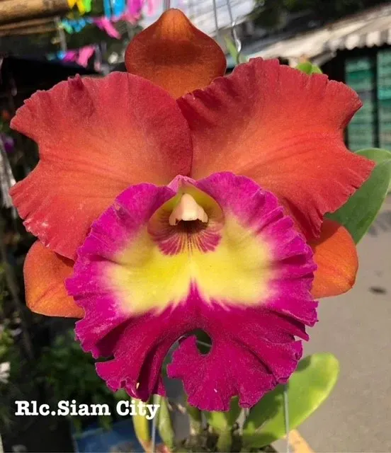 Rhyncholaeliocattleya Siam City