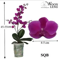 Phalaenopsis SQB in soft plastic pot