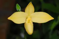 Phragmipedium besseae var flavum ‘Popow’ x self EO268