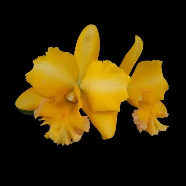 Brassolaeliocattleya Malworth (Brassolaeliocattleya)