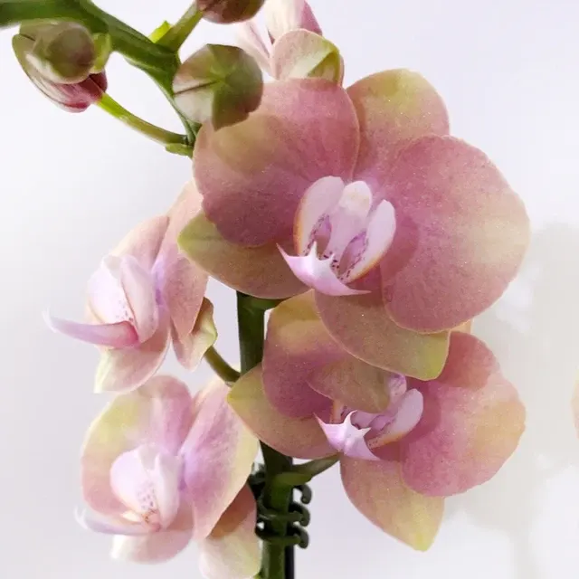 Phalaenopsis Monaco Peach