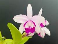 Cattleya intermedia orlata ‘Olompali’s Cannconha’ - blooming size division