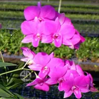 Dendrobium Orchid Plant Burana Stripe Paragon #3 - Seedling