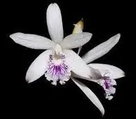 Laelia lundii 'coerulea'