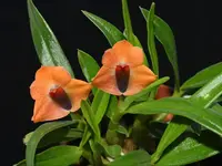 Dendrobium Michel Vallee