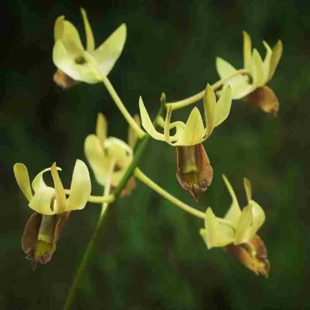 Dendrobium stockelbuschii (Dendrobium)